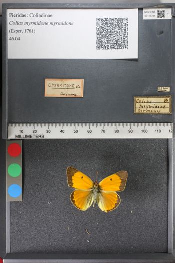 Media type: image;   Entomology 118784
